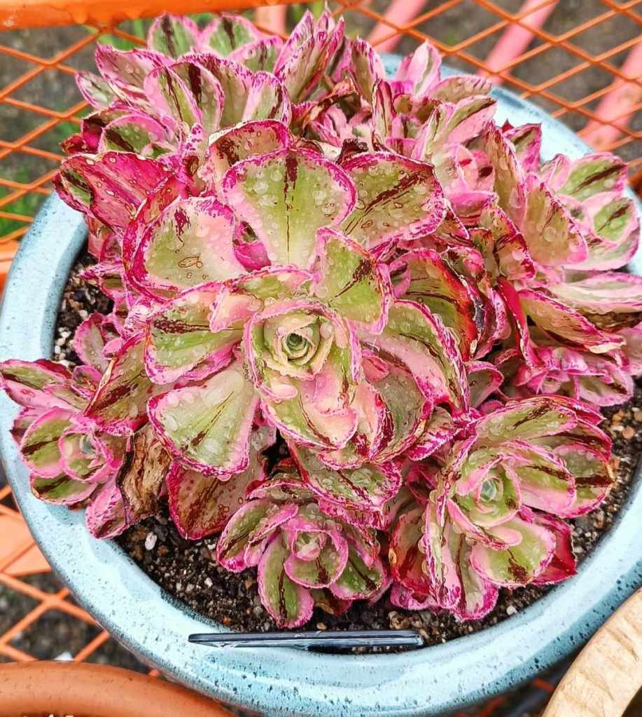 Aeonium Marnier Lapostolle Variegata