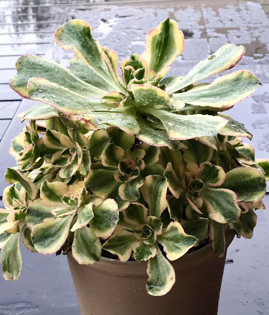 Aeonium Marnier Lapostolle Variegata