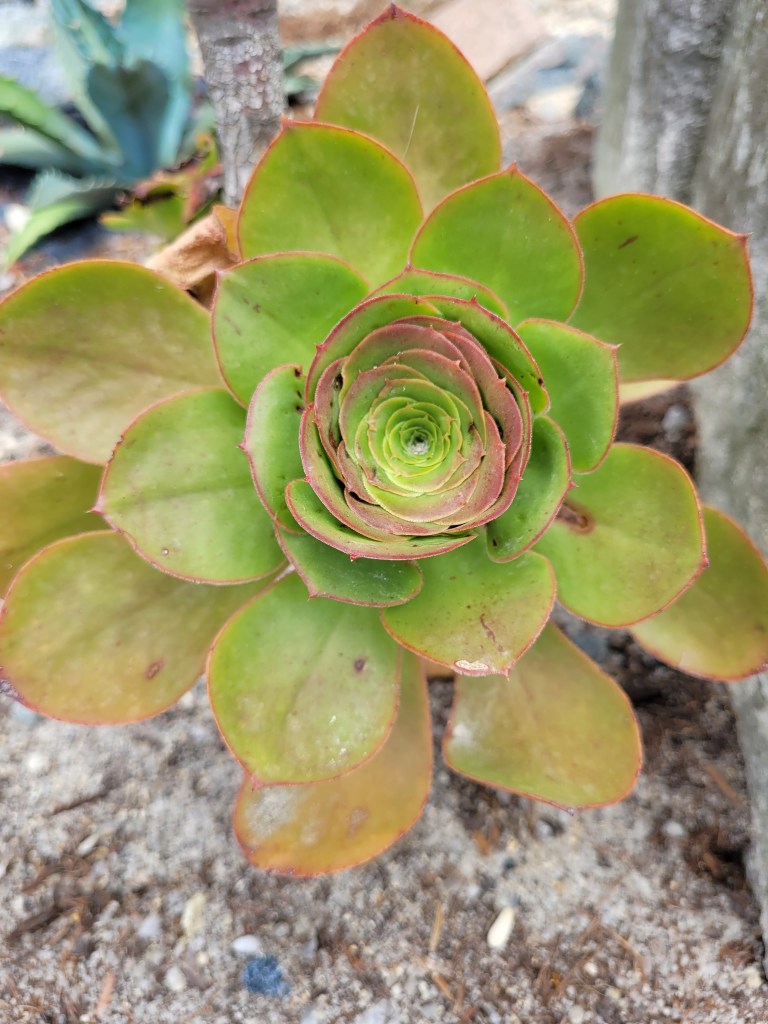 Aeonium undulatum