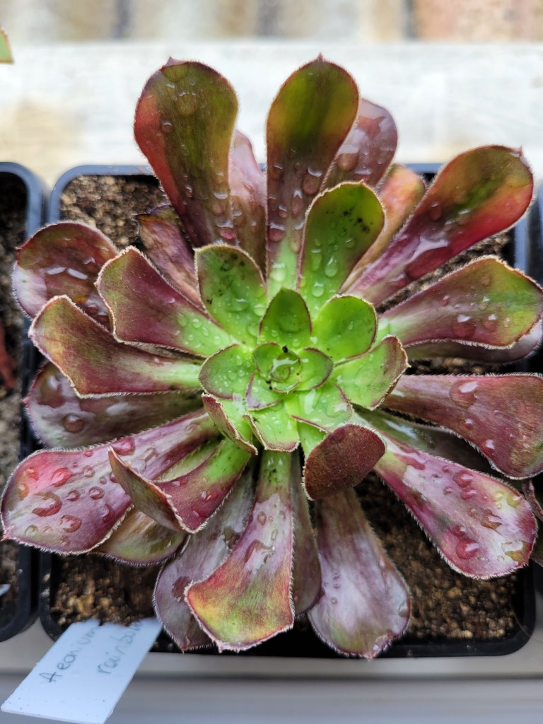 Aeonium 'Rainbow'