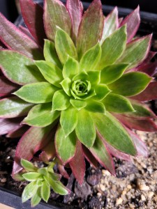 Aeonium White Phoenix (Phoenix Flame Variegata)