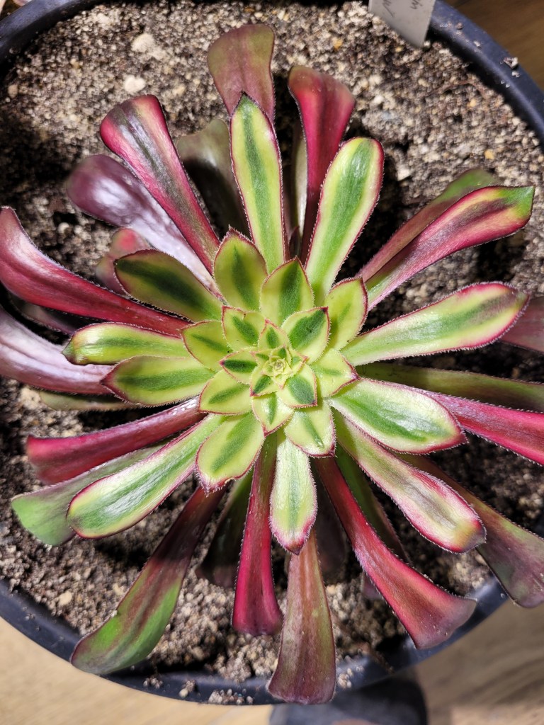 Aeonium 'Rainbow'