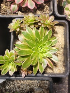 Aeonium White Phoenix (Phoenix Flame Variegata)