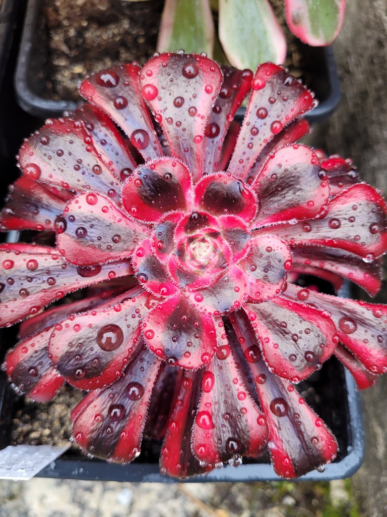 Aeonium 'Darth Vader' Zwartkop variegata