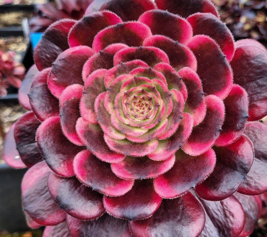 Aeonium Black Peony