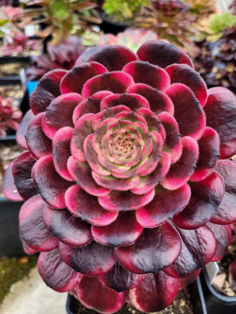 Aeonium Black Peony