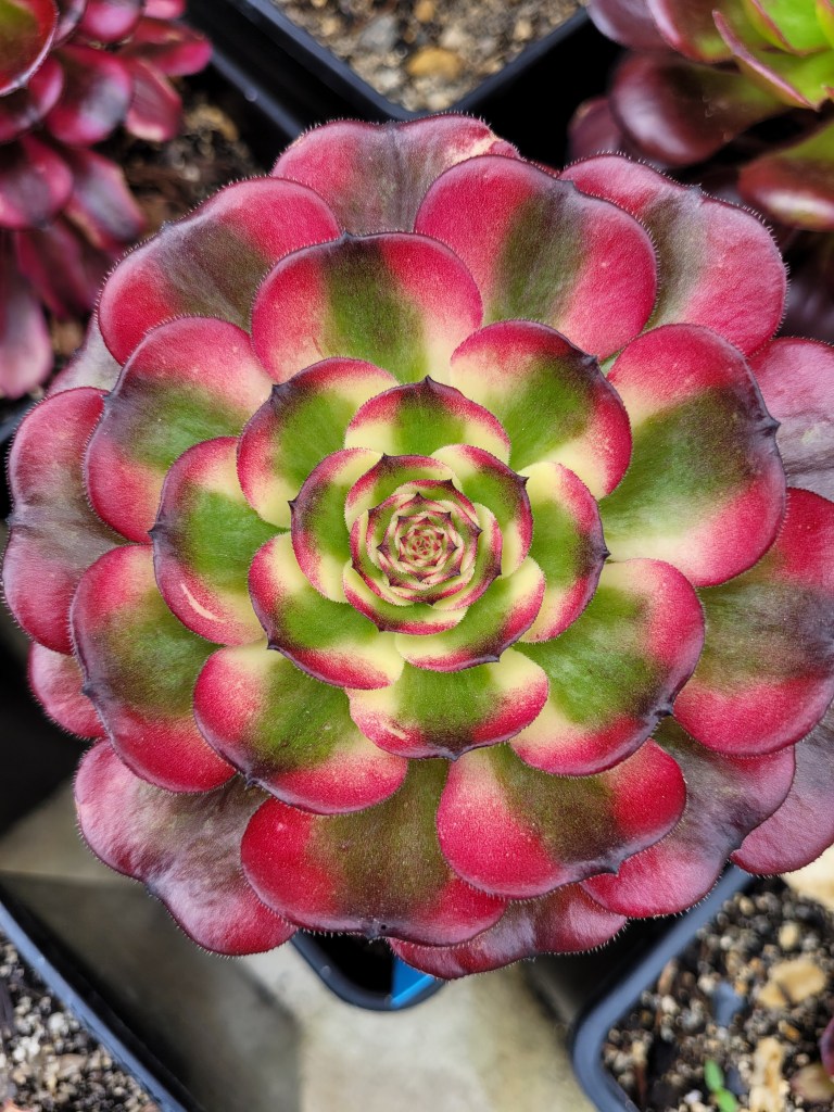 Aeonium 'Pampas'