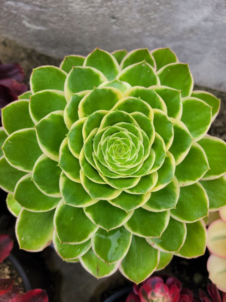 Aeonium Green Rose