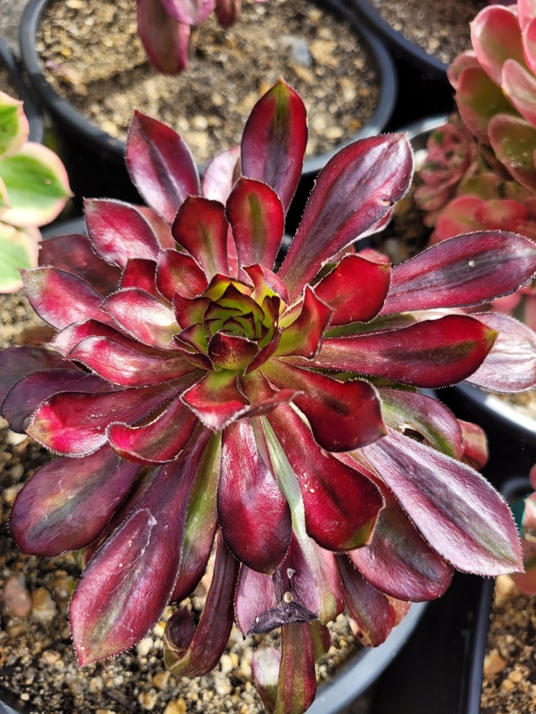 Aeonium 'Rainbow'
