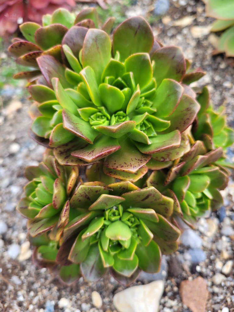 Aeonium 'Bronze Medal'