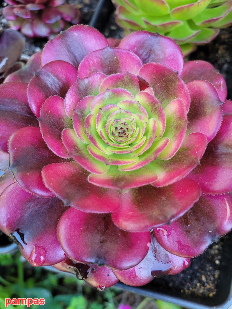 Aeonium 'Pampas'
