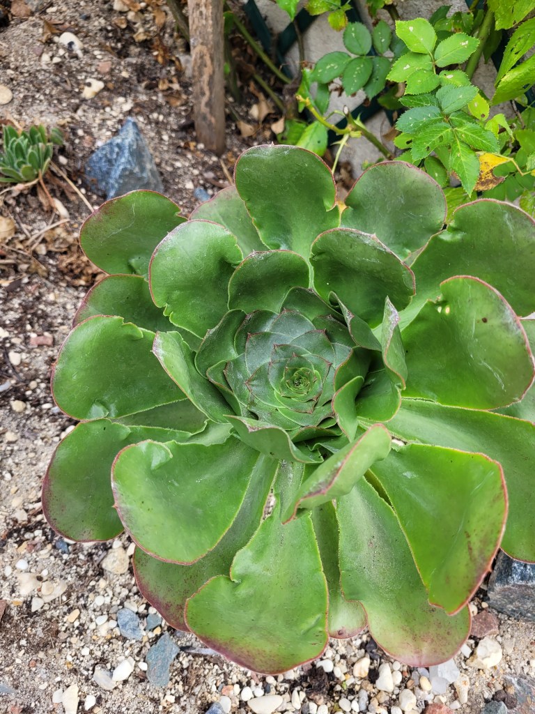 Aeonium undulatum