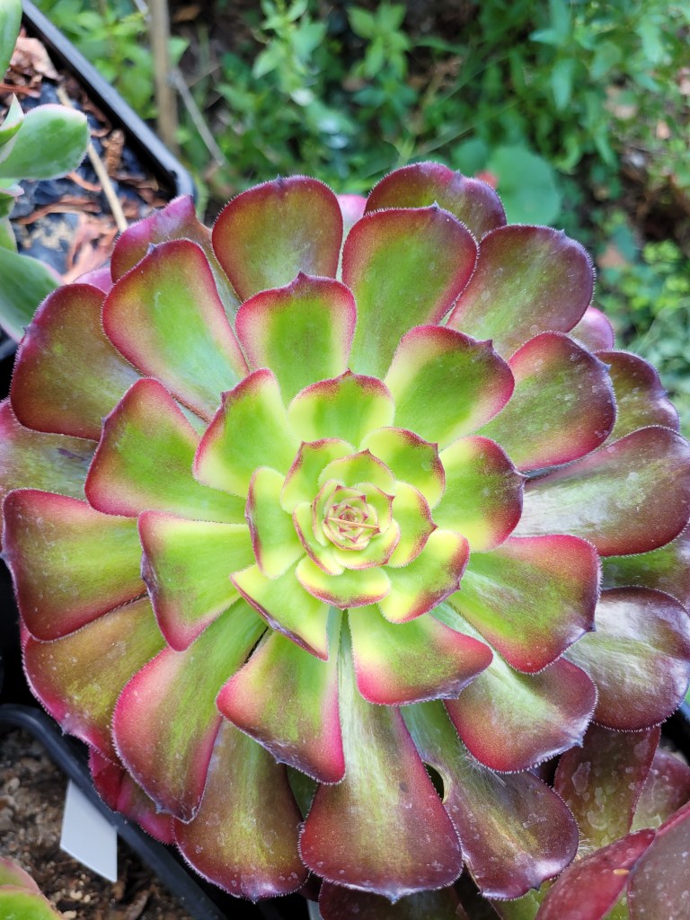 Aeonium 'Pampas'