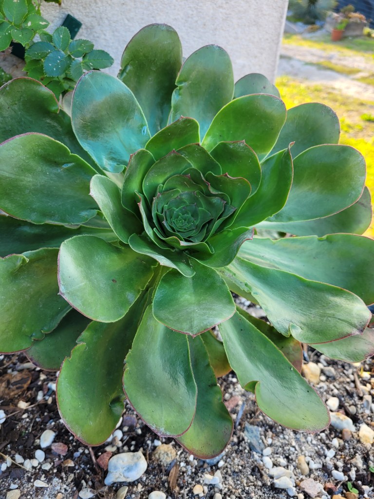 Aeonium undulatum