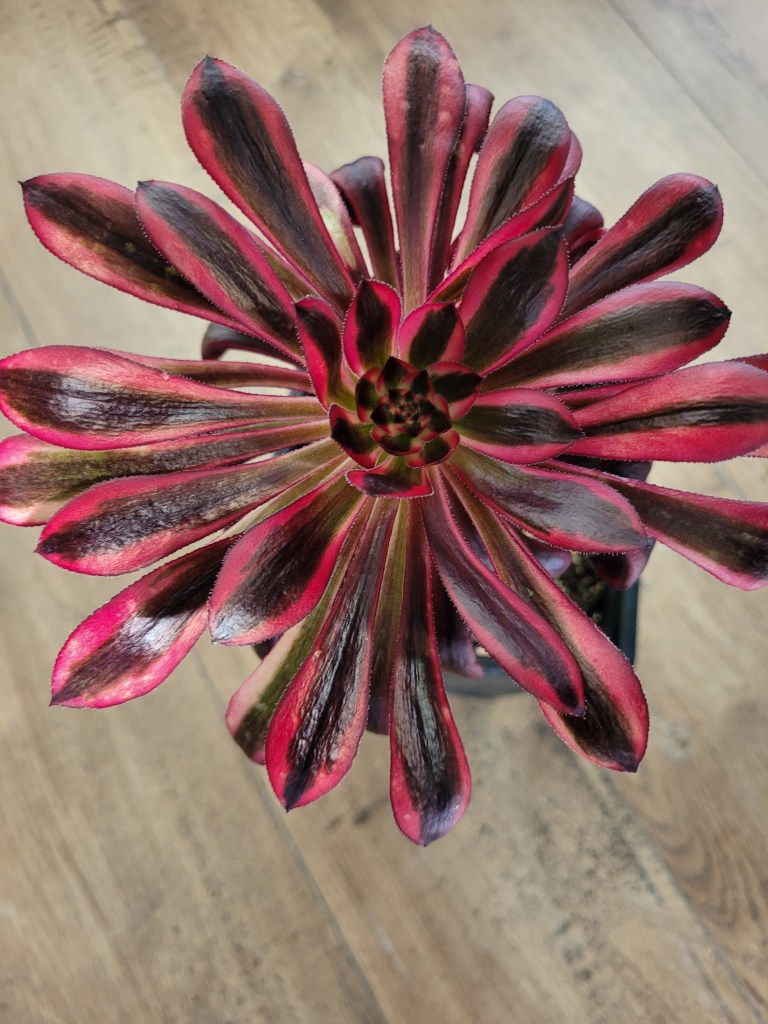 Aeonium 'Darth Vader' Zwartkop variegata