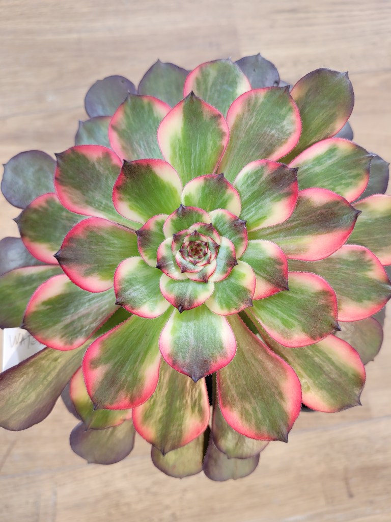 Aeonium Watermelon Taro