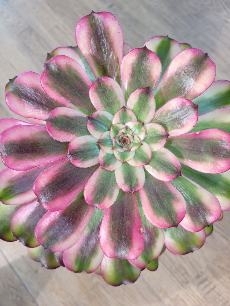 Aeonium 'Pampas'
