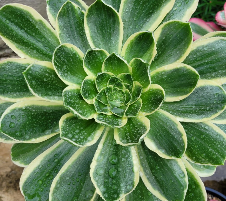 Aeonium Green Rose