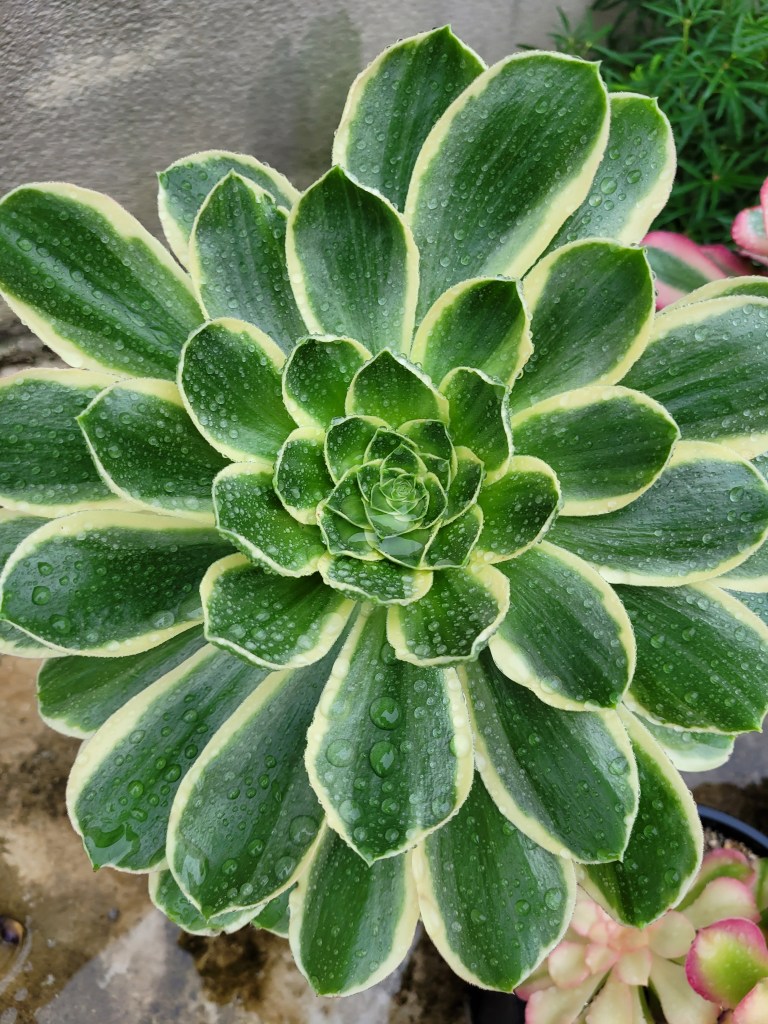 Aeonium Green Rose