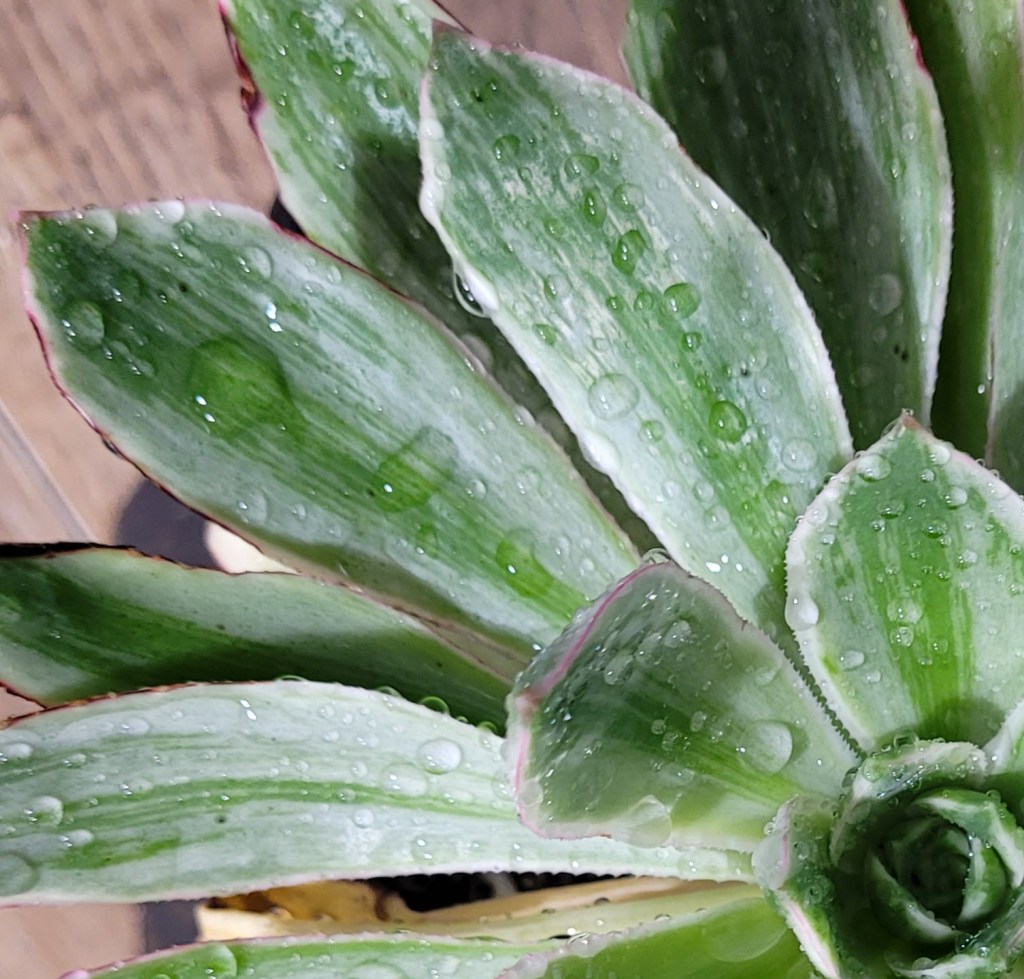 Aeonium 'Emerald City'