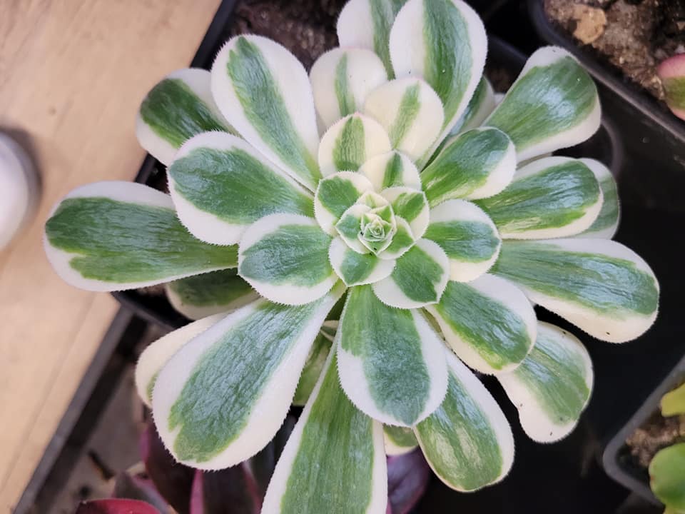 Aeonium Maybach