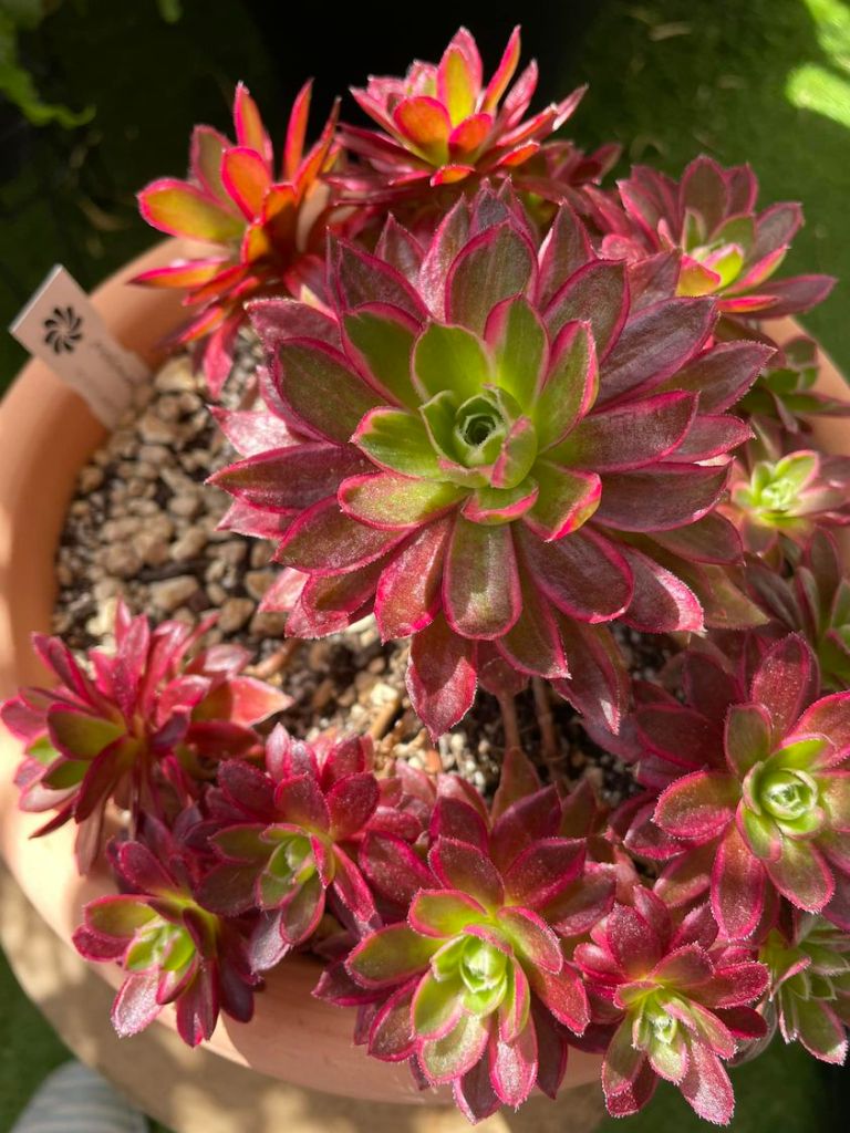 Aeonium White Phoenix (Phoenix Flame Variegata)