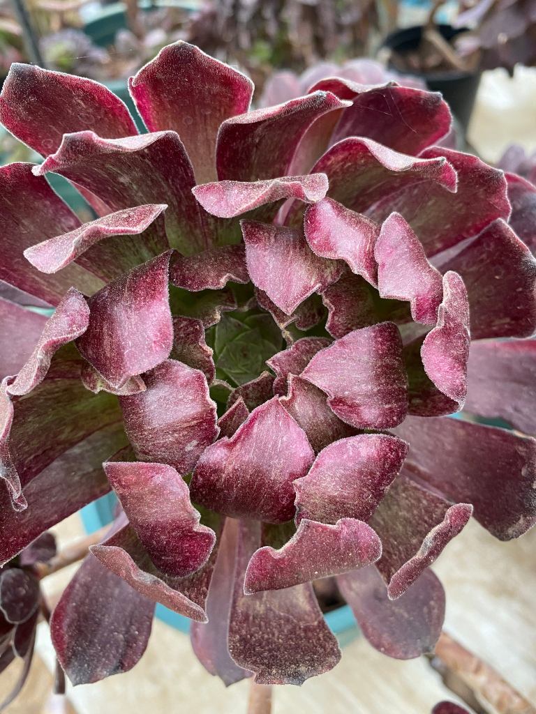 Aeonium Black Peony