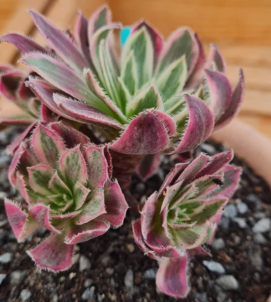 Aeonium White Phoenix (Phoenix Flame Variegata)