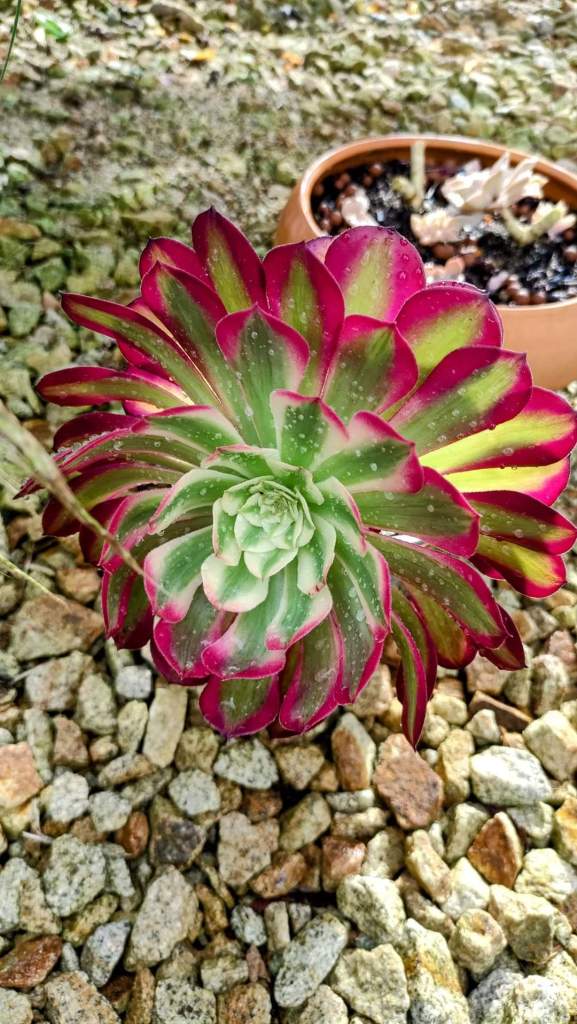 Aeonium Hongyan