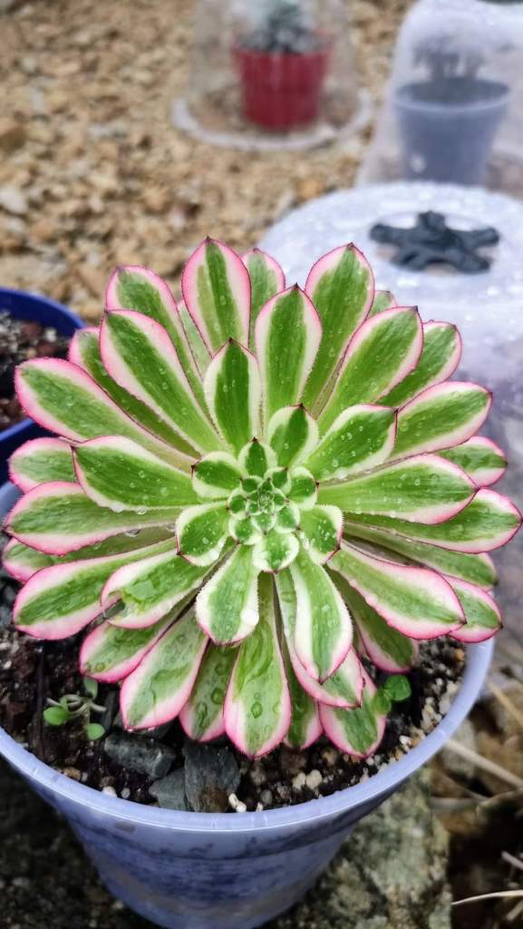 Aeonium Hongyan