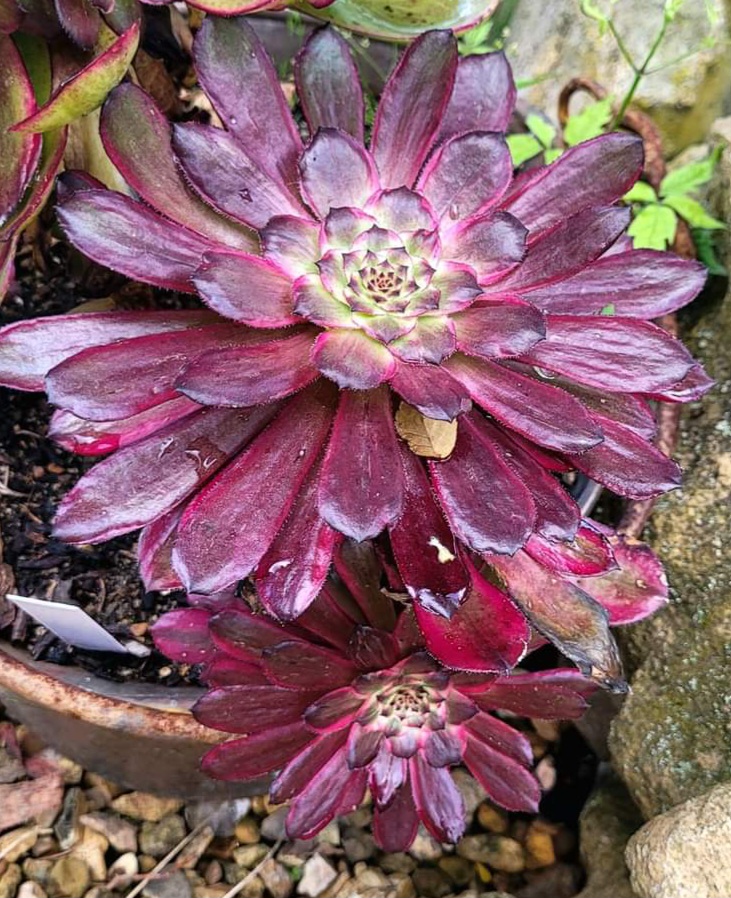 Aeonium Hongyan