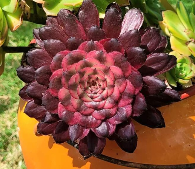 Aeonium Hongyan