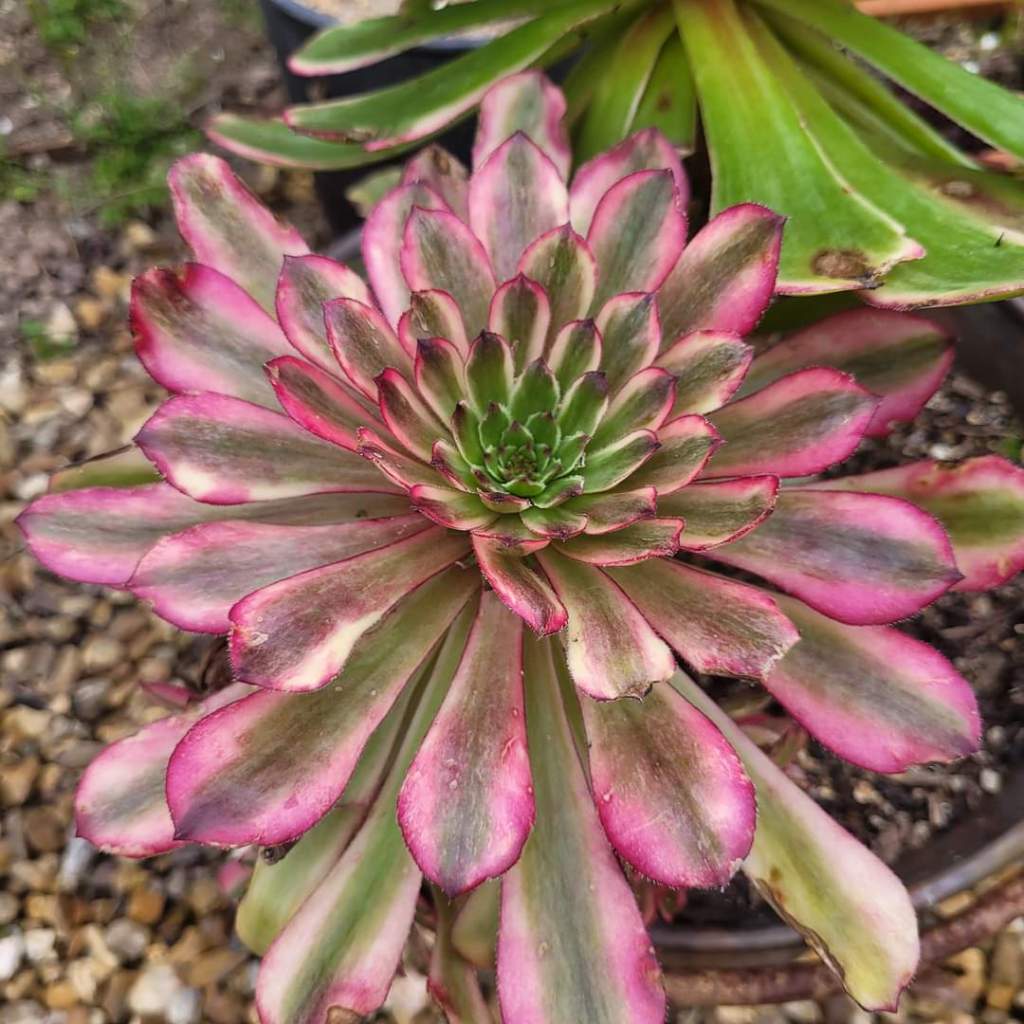 Aeonium Hongyan
