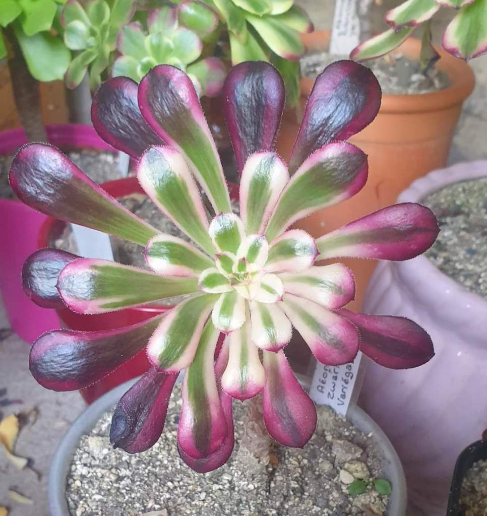 Aeonium 'Darth Vader' Zwartkop variegata