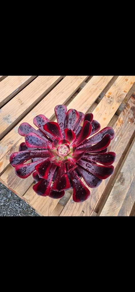 Aeonium 'Darth Vader' Zwartkop variegata