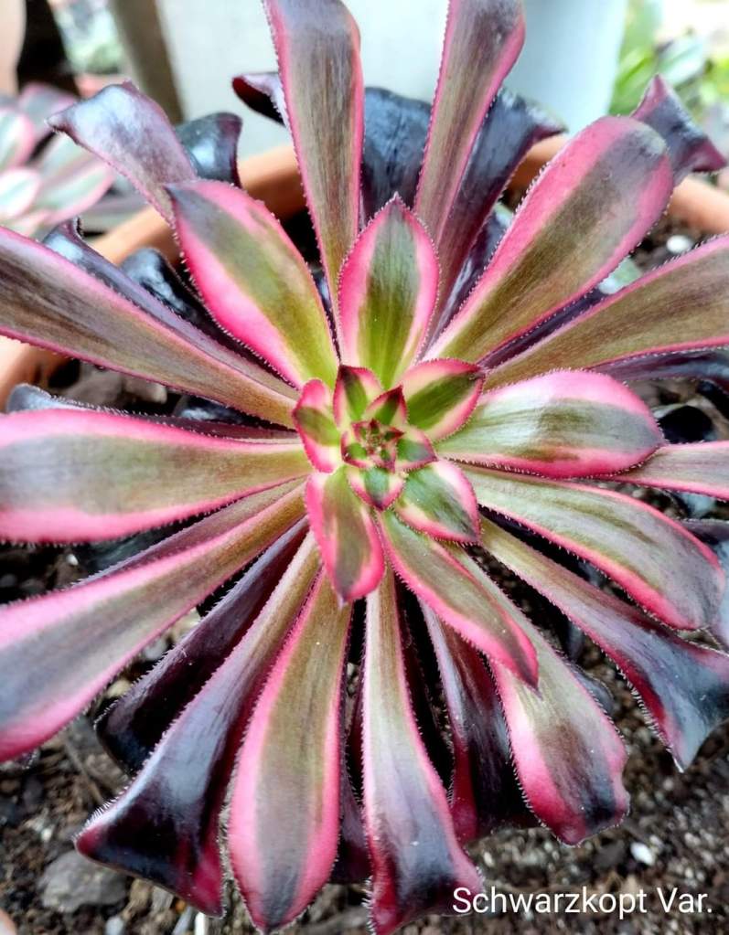 Aeonium 'Darth Vader' Zwartkop variegata
