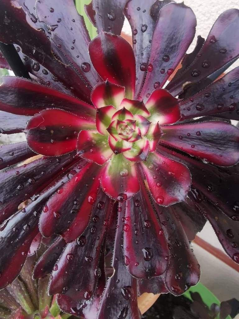 Aeonium 'Darth Vader' Zwartkop variegata