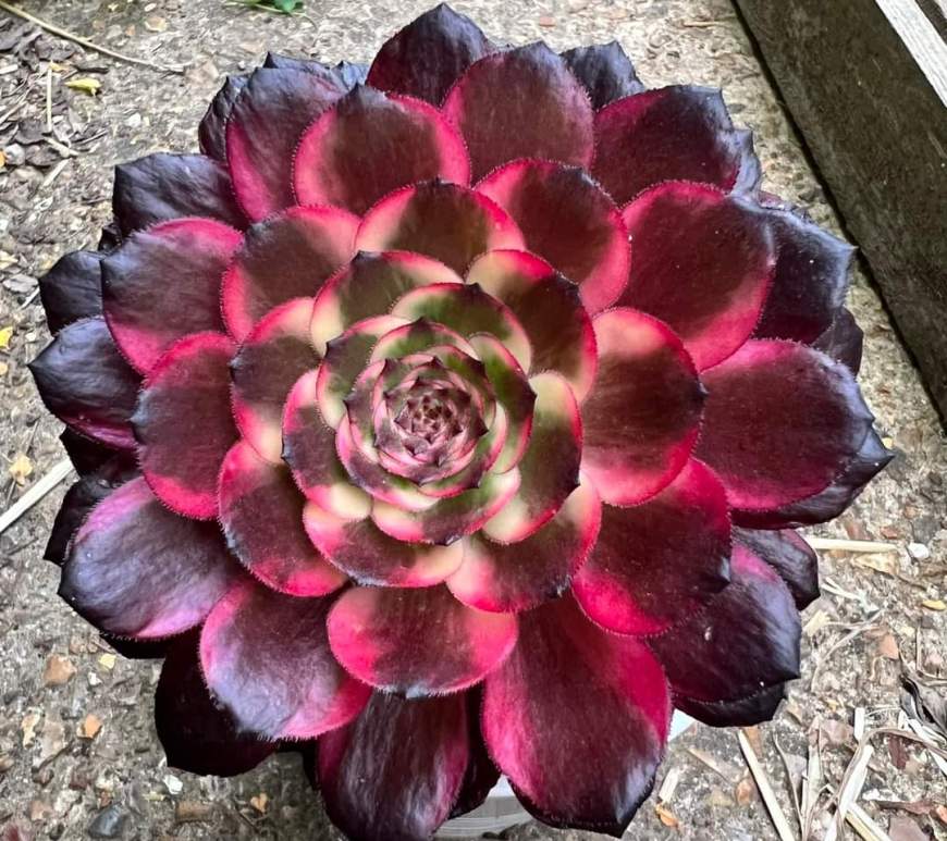 Aeonium Watermelon Taro