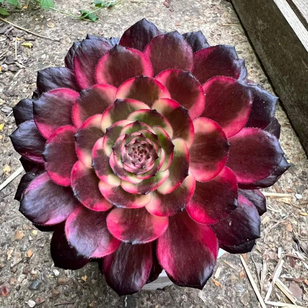 Aeonium Watermelon Taro
