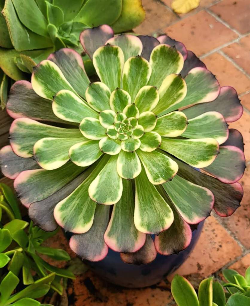 Aeonium Watermelon Taro