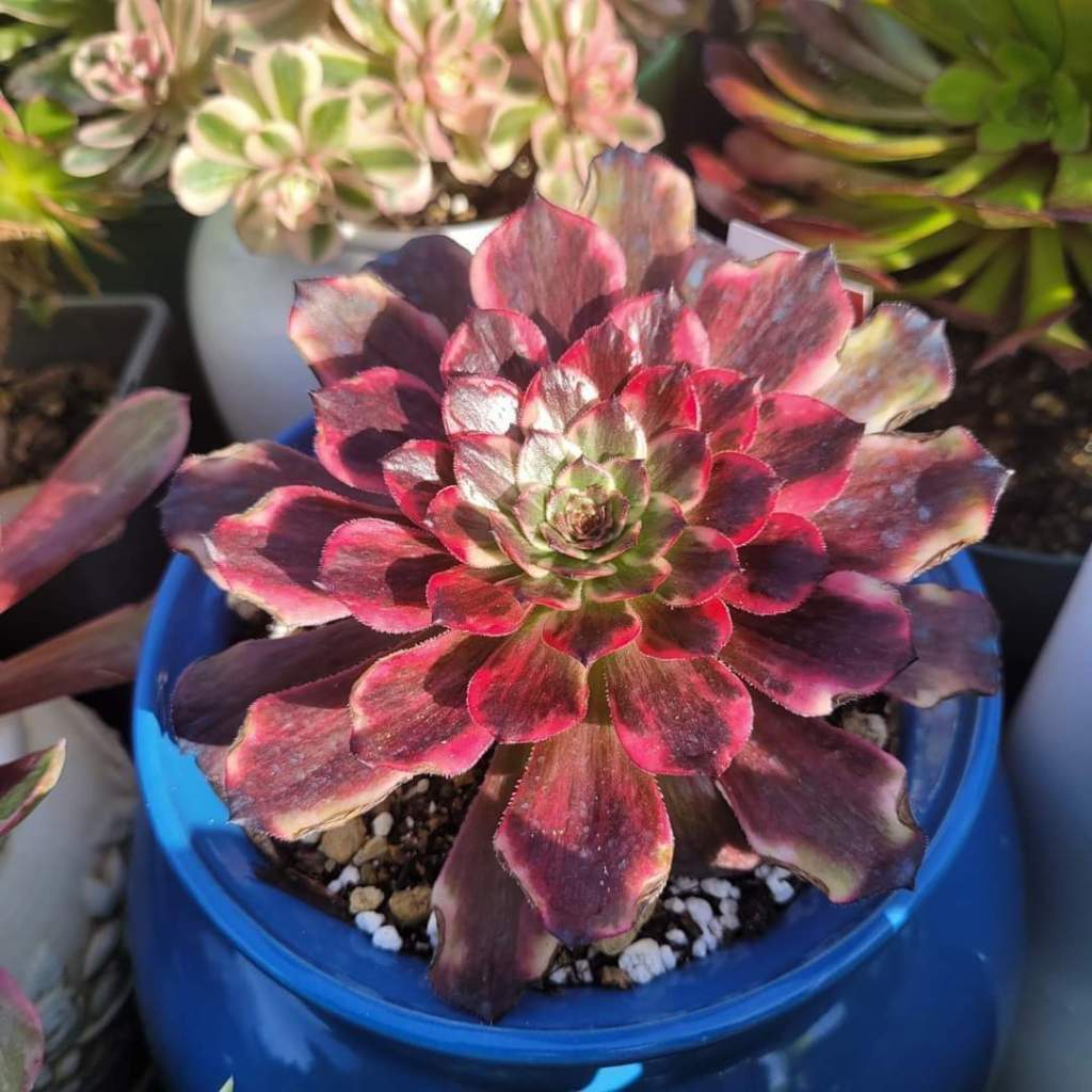 Aeonium Watermelon Taro