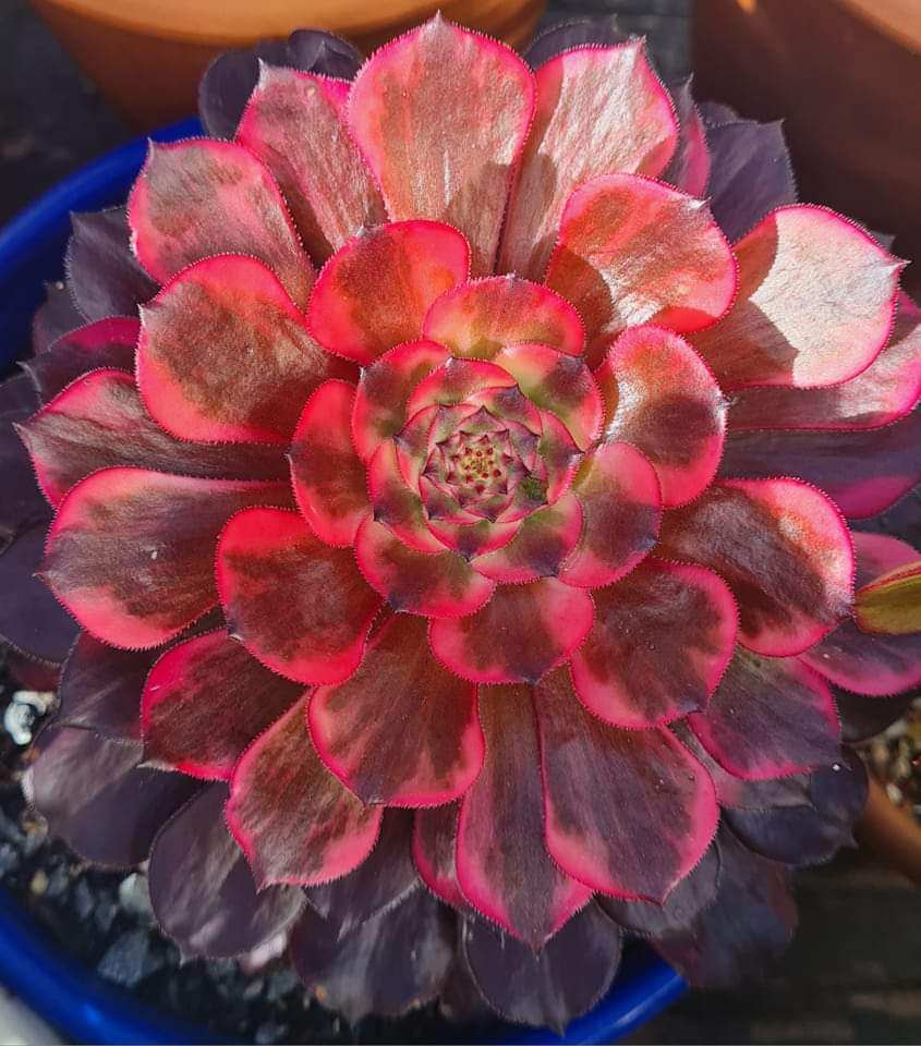 Aeonium Watermelon Taro