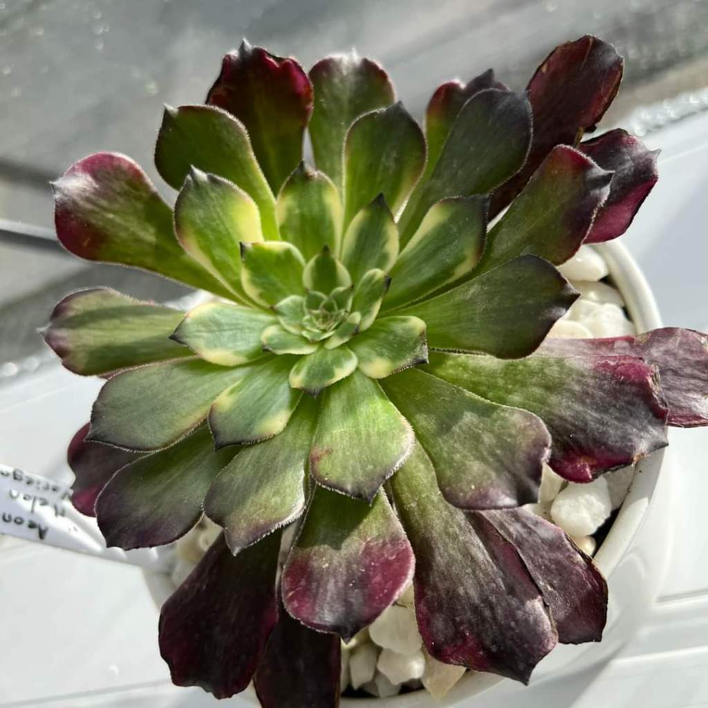 Aeonium Watermelon Taro