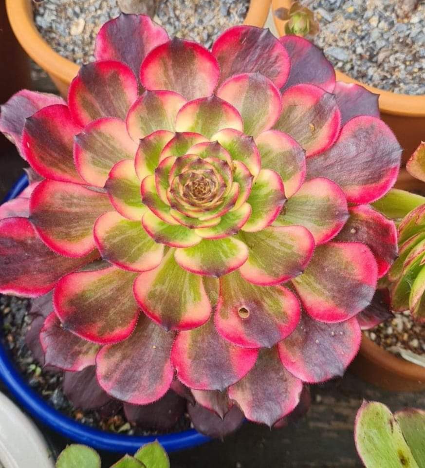 Aeonium Watermelon Taro