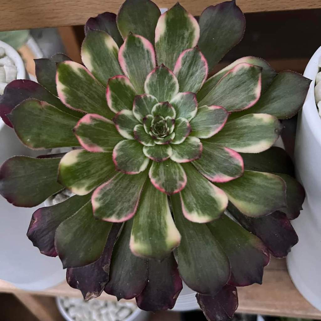 Aeonium Watermelon Taro