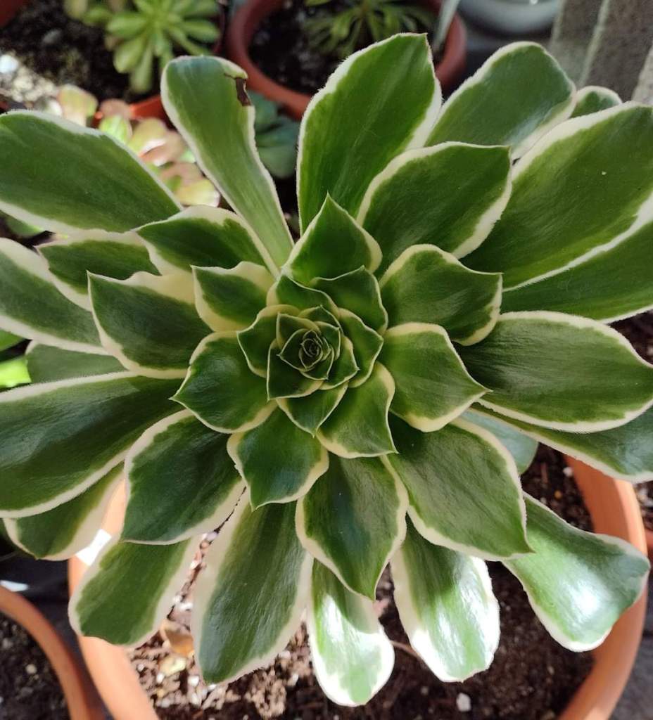 Aeonium Green Rose