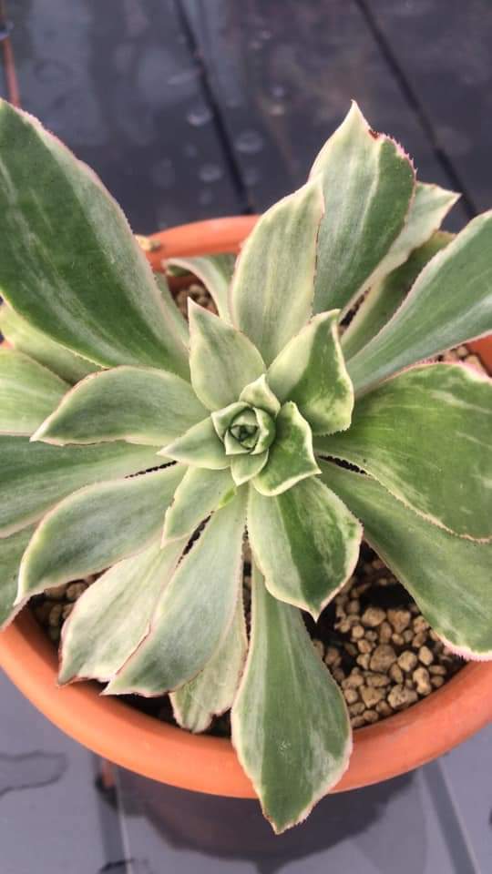 Aeonium 'Emerald City'