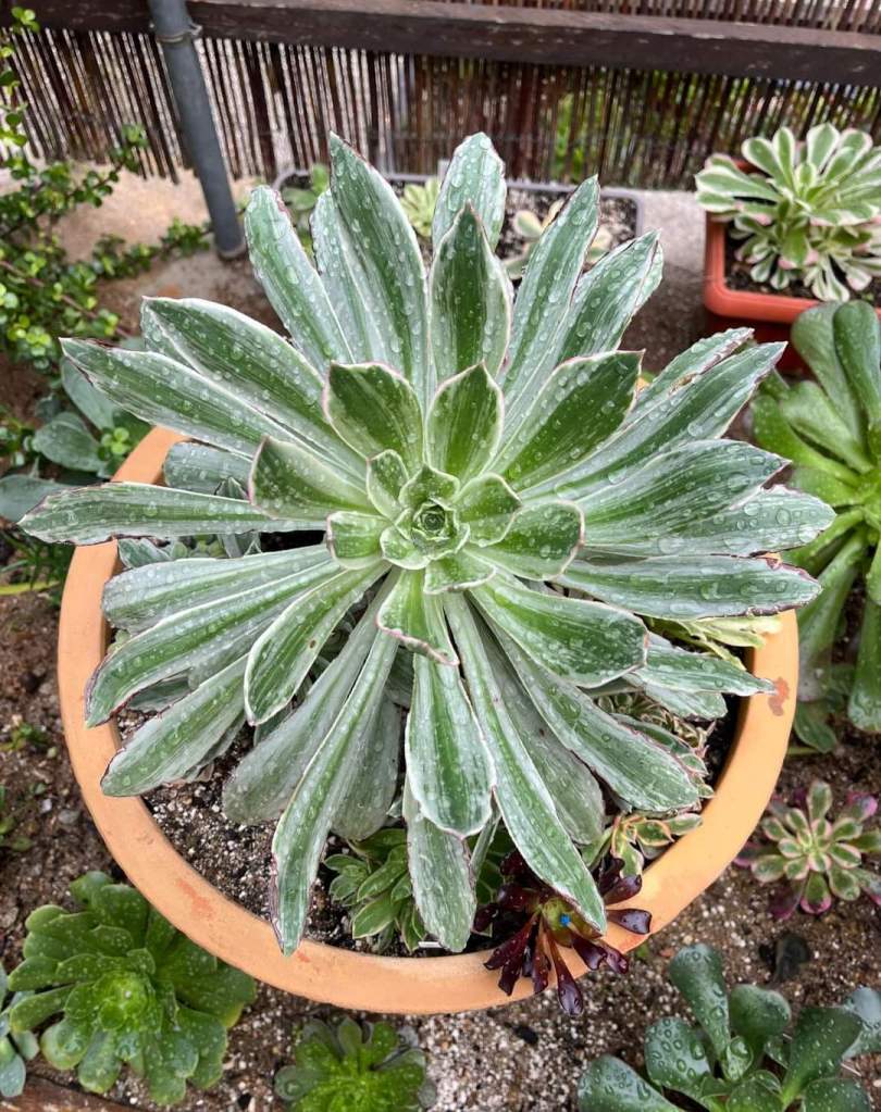 Aeonium 'Emerald City'