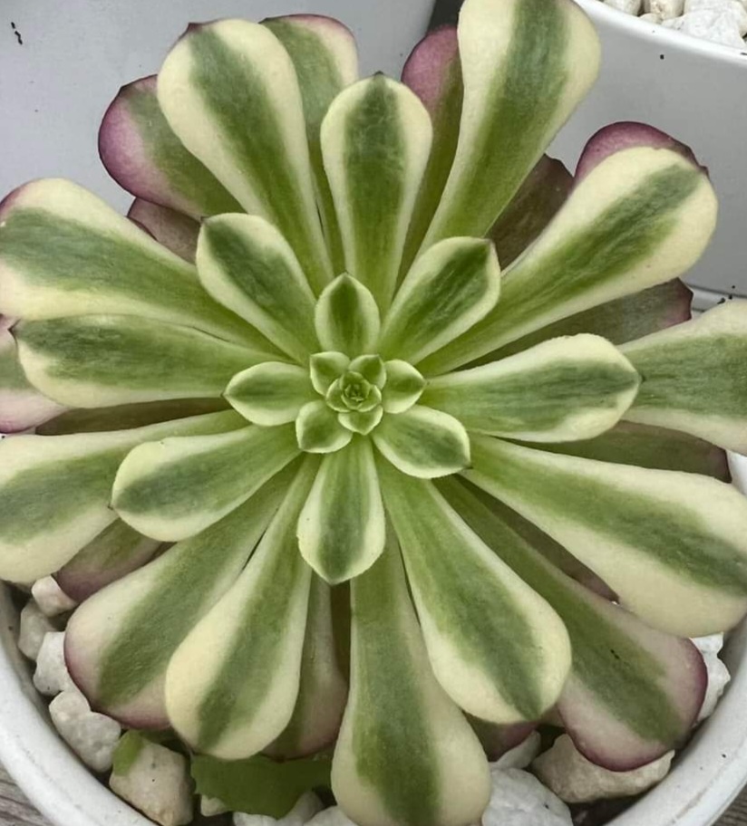Aeonium 'Pampas'