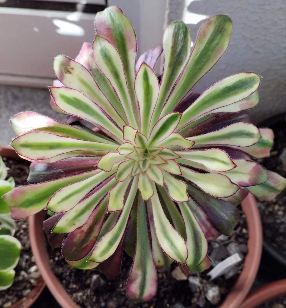 Aeonium 'Rainbow'